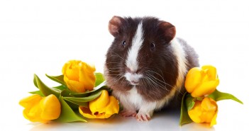 Should You Get Guinea Pigs?