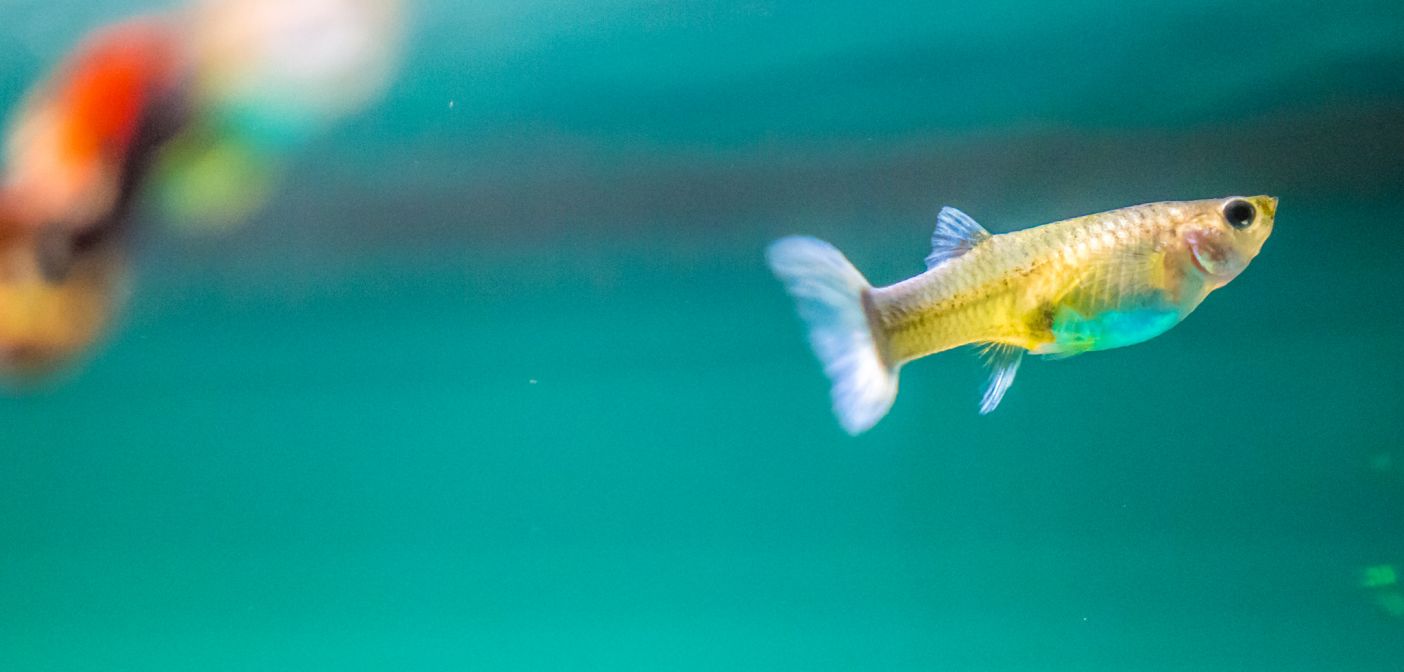 Do Fish Make Great Pets For Kids? - School Mum